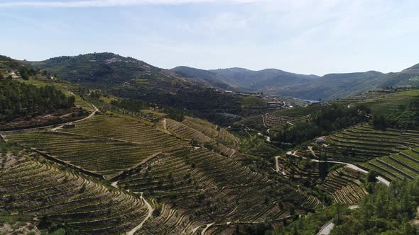 Douro Valley with Rows of Vineyards