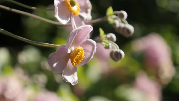 Pink Anemone hupehensis var. japonica close-up 4K video