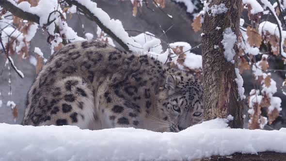 Snow leopard eats food on the snow