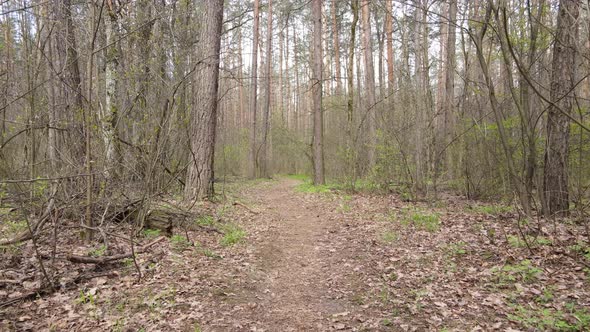 Road in the Forest During the Day Slow Motion