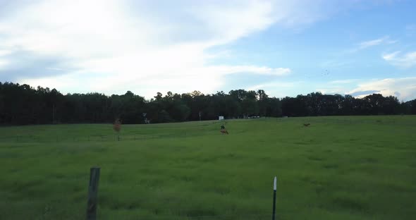 Drone flight over pasture in rural Florida with cows.