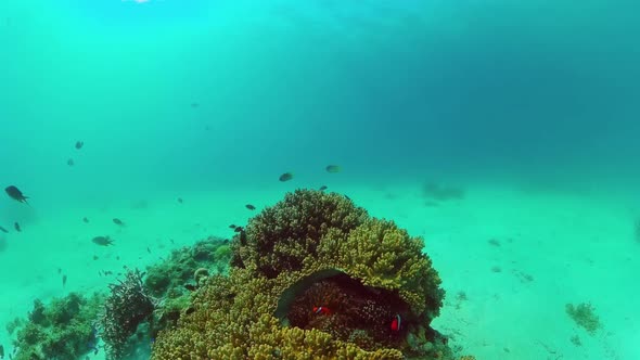 Coral Reef and Tropical Fish. Panglao, Philippines.