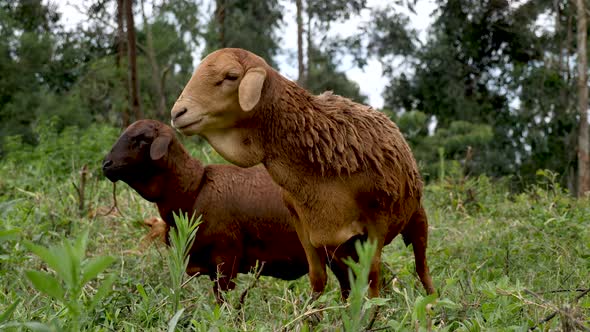 Two Healthy Brown Sheep Grazing,In The Field By The Fores