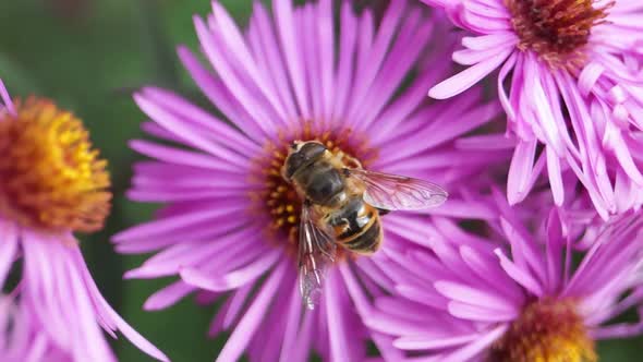 2019.10.05_1 The fly Ilnitsa ordinary collects nectar and pollen.