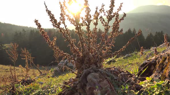 Sunrise Through Wild Herbs in the Mountainous Lands