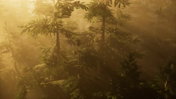 Aerial Sunrays in Forest with Fog