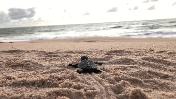 Baby sea turtle leaving its path printed on sand while it goes to the ocean after leaving the nest a