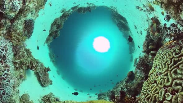 Coral Reef with Fish Underwater. Bohol, Philippines