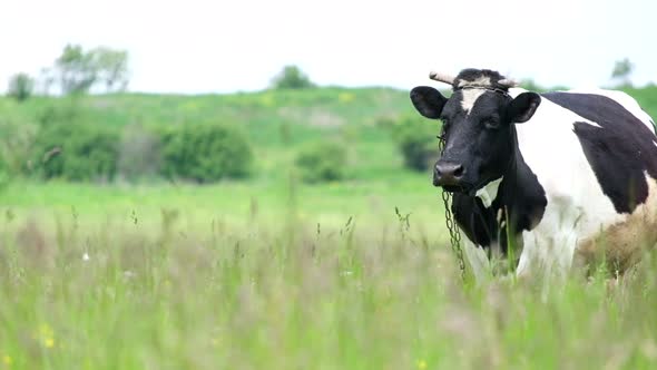 Black and White Cow Grazes on Green Grass in Summer on Pasture Green Meadow