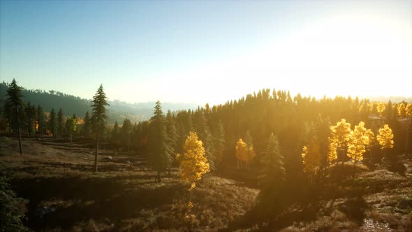 Aerial View of the Beautiful Autumn Forest at Sunset with Green Pine Trees