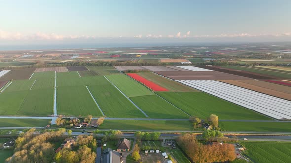 Tulip fields in The Netherlands 2 - North-Holland spring season sunrise - Stabilized droneview in 4k