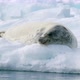 Crabeater seal on ice floe - VideoHive Item for Sale