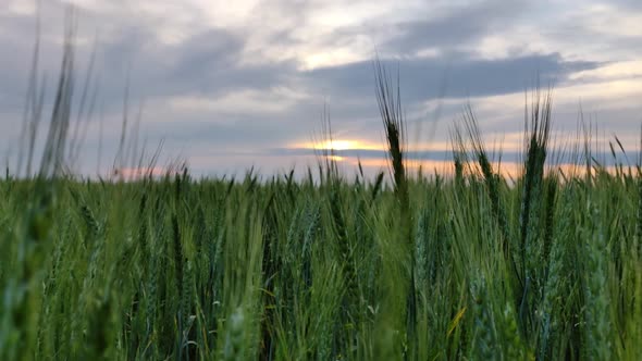 Sunset Clouds Large Green Wheat Field Closeup Spikes