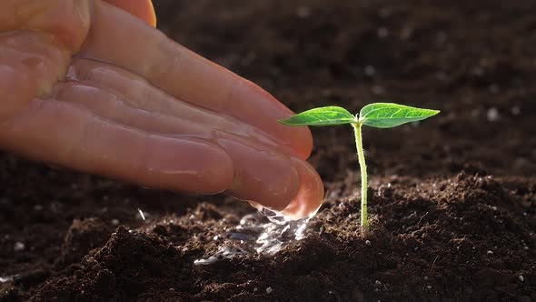 Watering Young Plant at the Garden