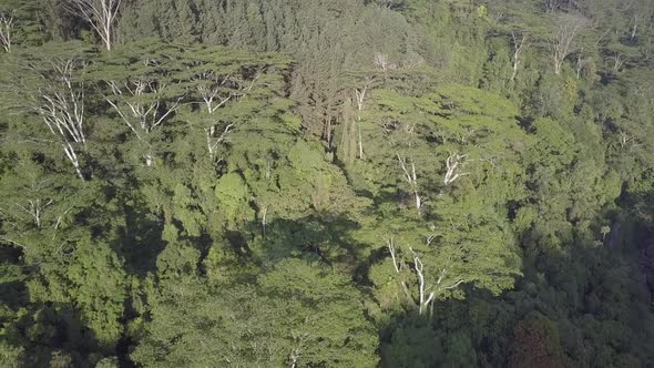 Highland with Lush Green Tropical Jungles and High Trees