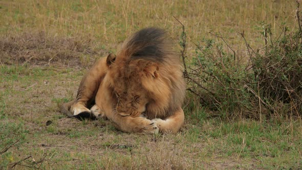 Lion cleaning its paw 