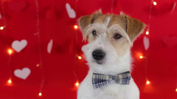 Portrait of a dog of breed Jack Russell Terrier with a bow tie around his neck