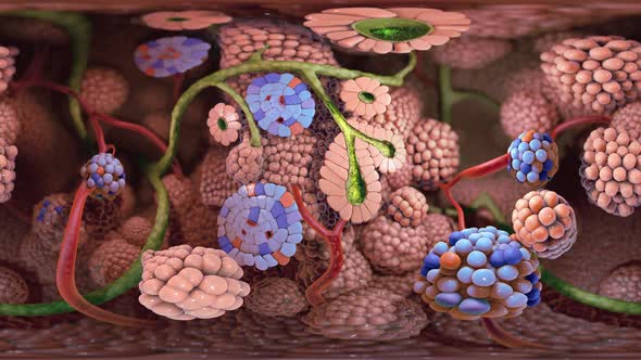 The pancreas secretes the hormone insulin which is the key to allowing glucose t alt