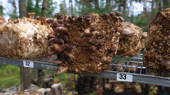 Brown Mushroom Shiitake Formation Growing Outdoors