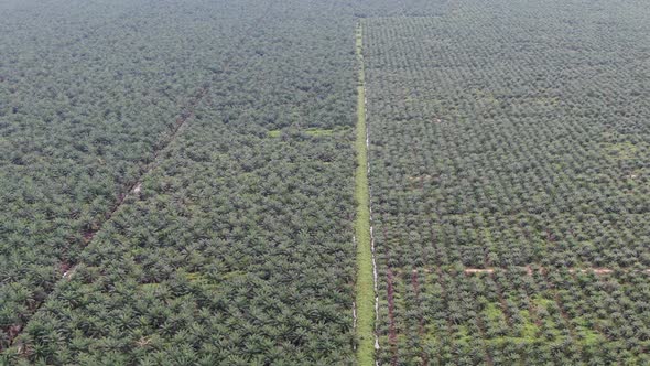 Aerial View of The Palm Oil Estates