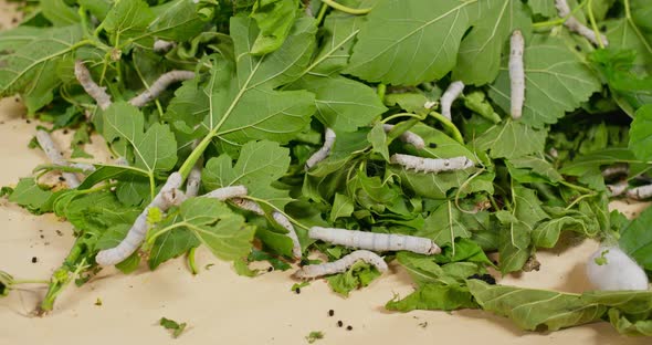 Close up silkworms on green leaf