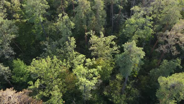 Aerial View of Trees in the Forest. Ukraine