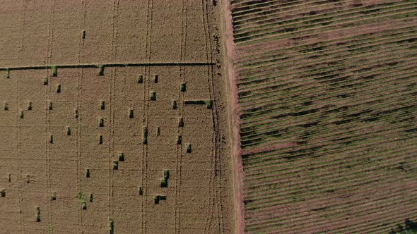 Rows of hay bundled in the filed of an organic farm - aerial view