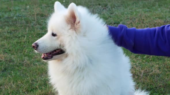 White beautiful Samoyed dog smiles. Female hand stroking dog on the head while sitting on the grass