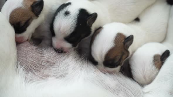 Newborn Puppies Sucking Dog Milk