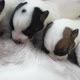 Newborn Puppies Sucking Dog Milk - VideoHive Item for Sale