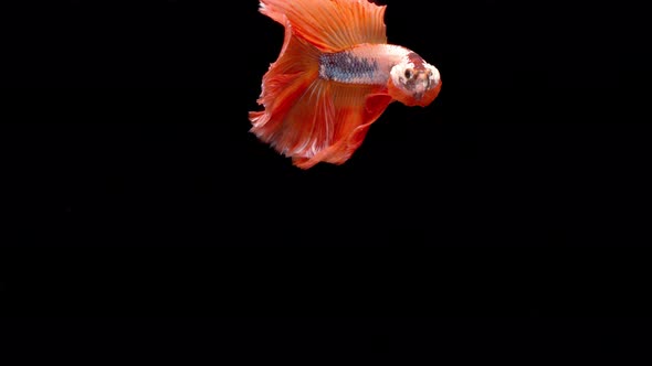 Slow motion of Siamese fighting fish (Betta splendens), well known name is Plakat Thai