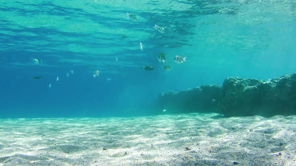 Colorful Tropical Fish on Coral Reefs Underwater in the Red Sea Egypt