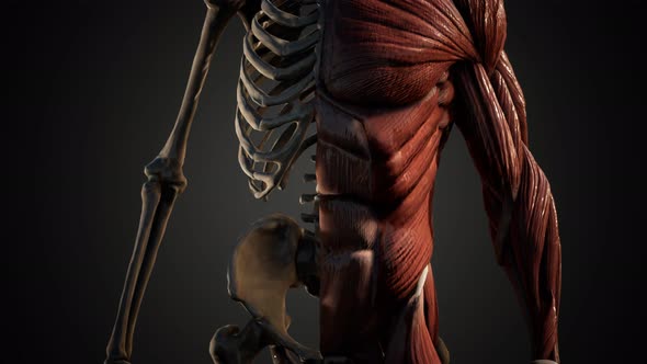 Muscular and Skeletal System of Human Body