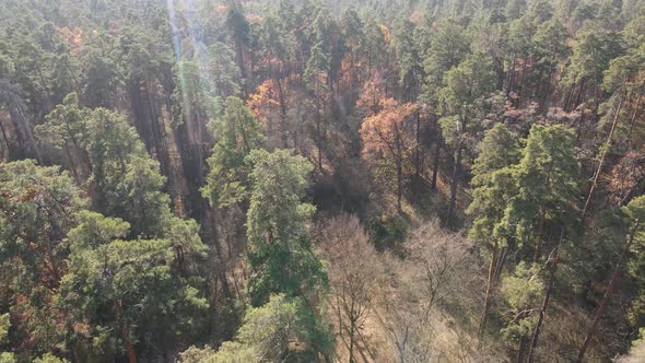 Forest with Trees in the Fall