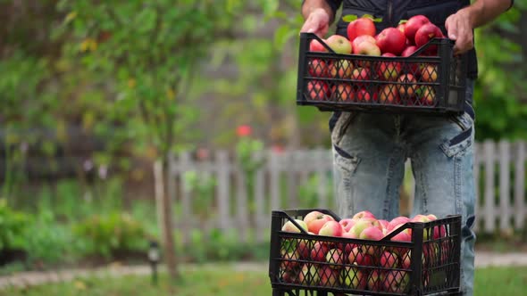 Stack of drawers with apples. Man puts the box with delicious organic fruits outdoors. 