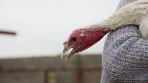 Woman olds a Turkey in Her Arms