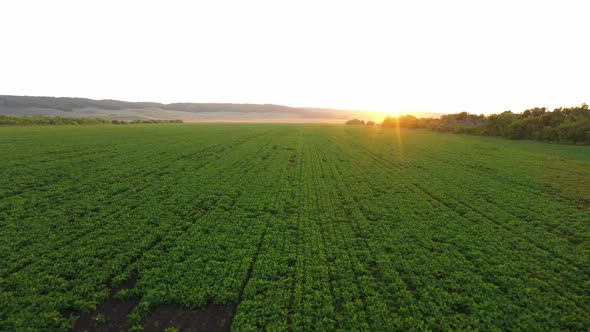 A Young Sugar Beet Field at Sunset