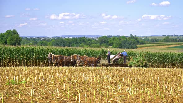 An Amish Family Harvesting Corn Crop using 6 Horses