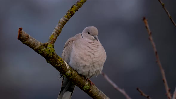 Wild grey pigeon sitting on perch,lighting by sunset light with Blurred background. Close up portrai
