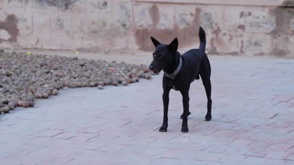 Black Dog walking away