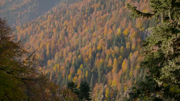 Autumn forest