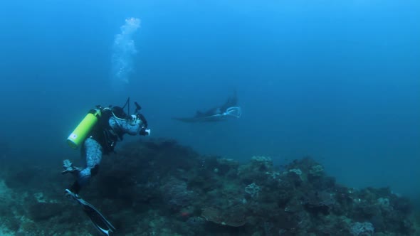 Underwater camera man interacting with a large Manta Ray while taking pictures