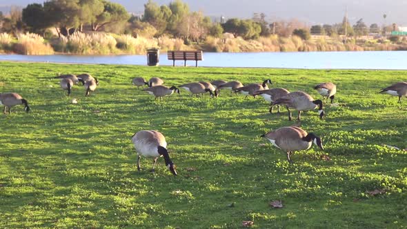 Footage of geese feeding on grass near a lake. Flock of geese feeding on grass at the Los Gatos Coun