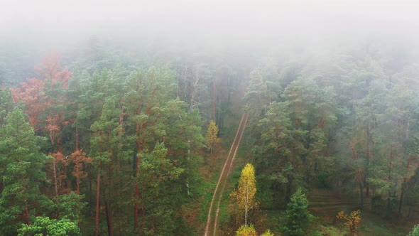 Aerial View  Flight Above Amazing Misty Forest Landscape