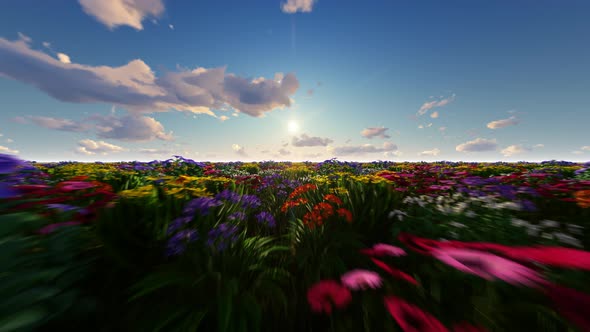 View Over Flowers