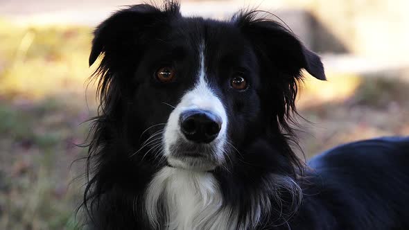 980126 Border Collie Dog on Grass, Portrait of male, Slow motion