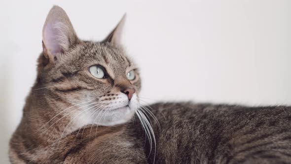 Portrait Striped Domestic Cat Sitting on White Chair at Home