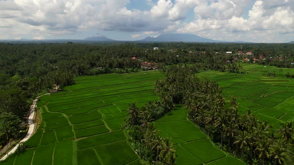 scenic valley of coconut trees and green rice field in Bali Indonesia