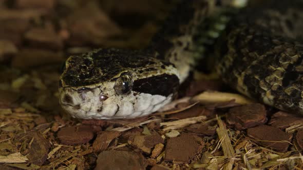 Brazilian Lance Head Pit Viper Snake Close up