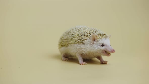 African Whitebellied Hedgehog Chews Food in the Studio on a White Background